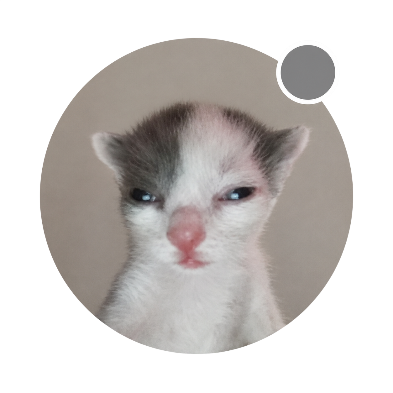 Offline Cat avatar with a grey status dot